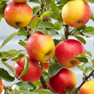 苹果——苹果属有果树Elstar -天井支柱