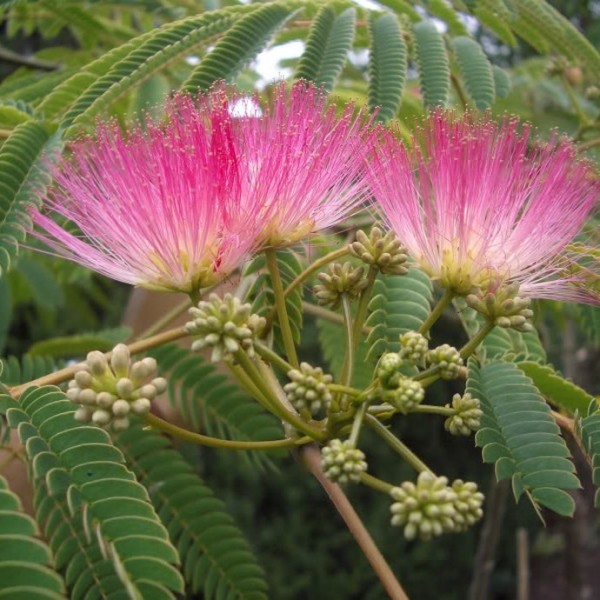 Albizia julibrissin Rosea——丝绸树合欢属树