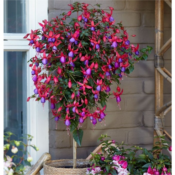 一对紫红色树标准'紫红色安吉拉' -华丽的庭院紫红色树
