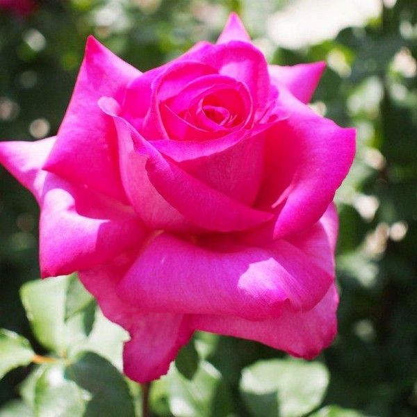玫瑰丰满的美——混合茶玫瑰