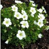 超大-蕨类植物苔藓白色-坐垫蕨类植物