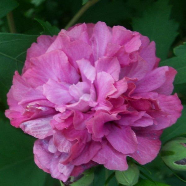 重瓣玫瑰莎朗树-木槿公爵布拉班特