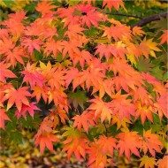 鸡爪槭——日本枫树